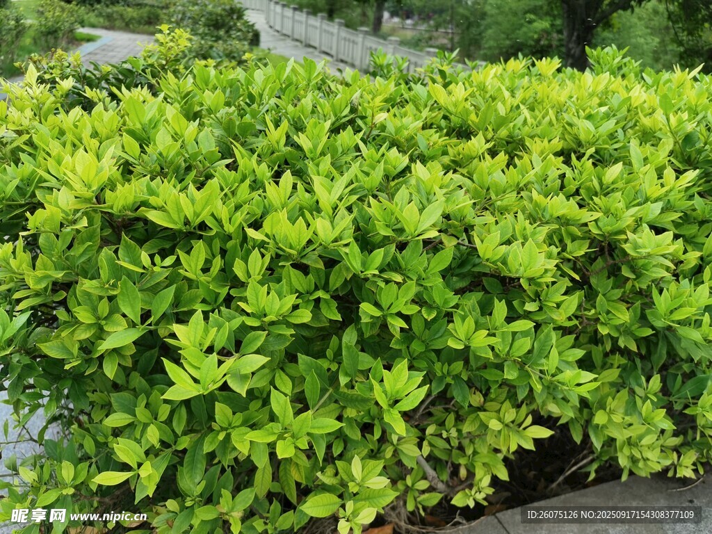 翠綠茂盛的低矮綠植景觀