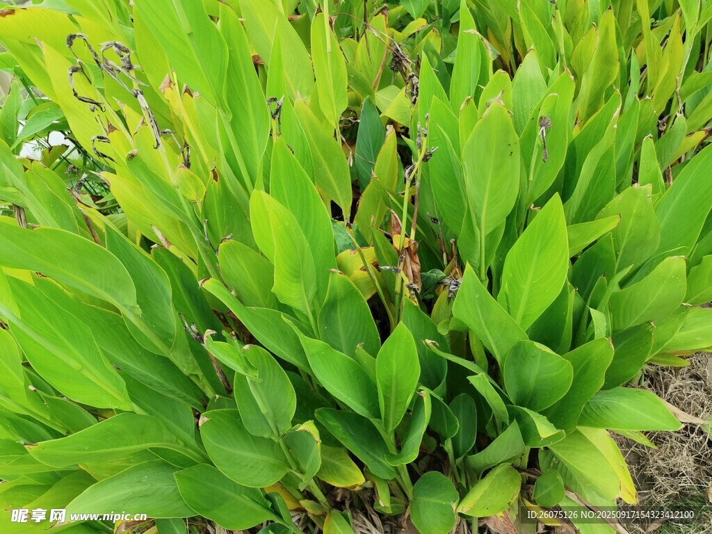 翠綠萱草植物特寫