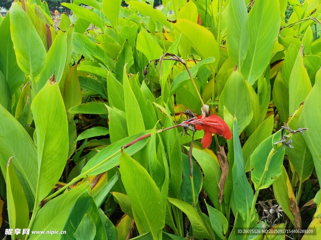 綠葉叢中一抹紅