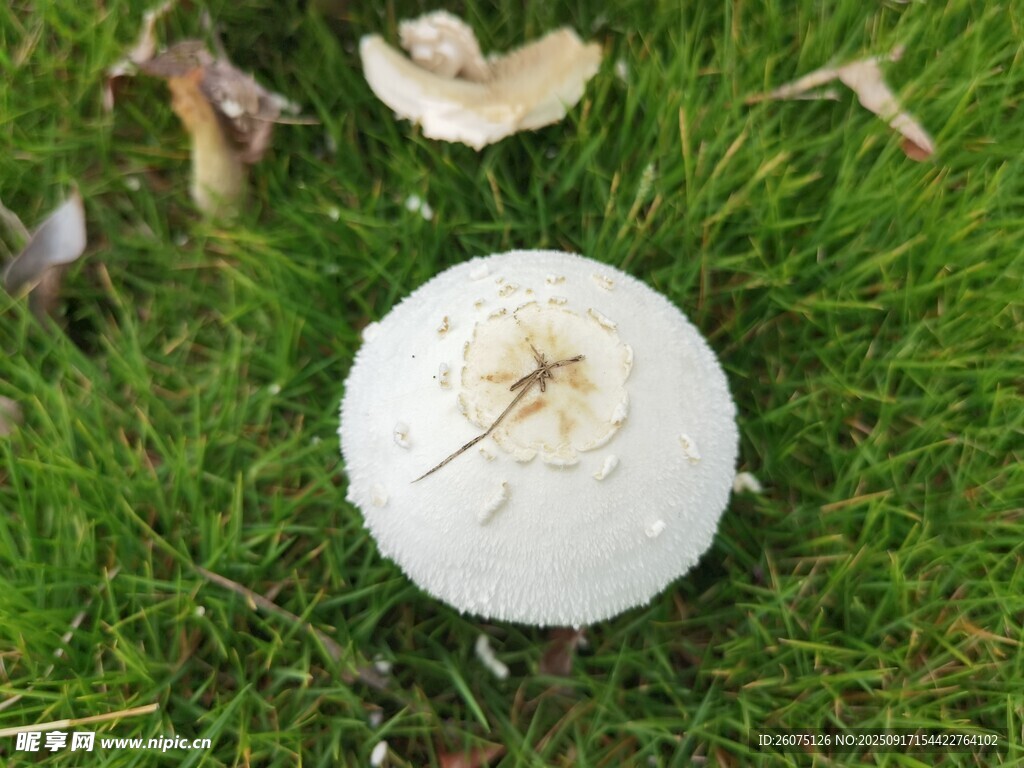 草地上的白色蘑菇