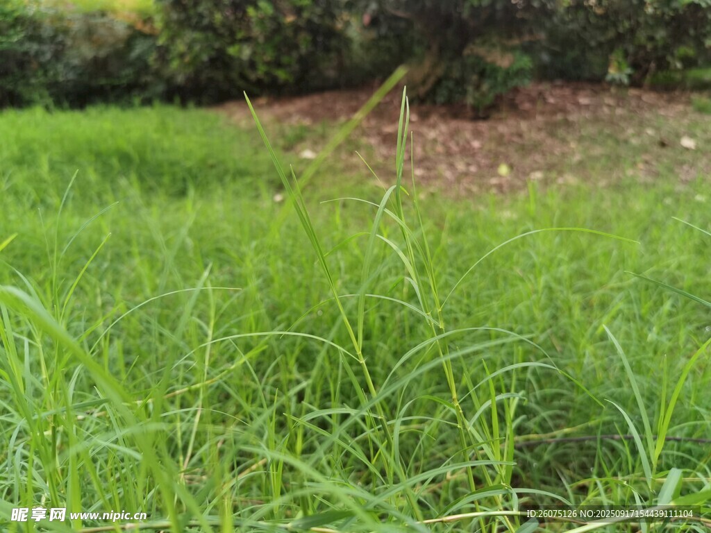 翠綠草地盡顯自然生機(jī)