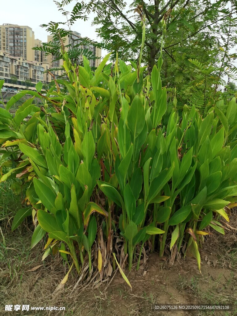 翠綠繁茂的戶外綠植景觀
