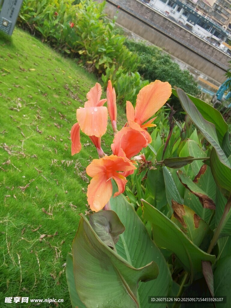 嬌艷美人蕉綻放于草地