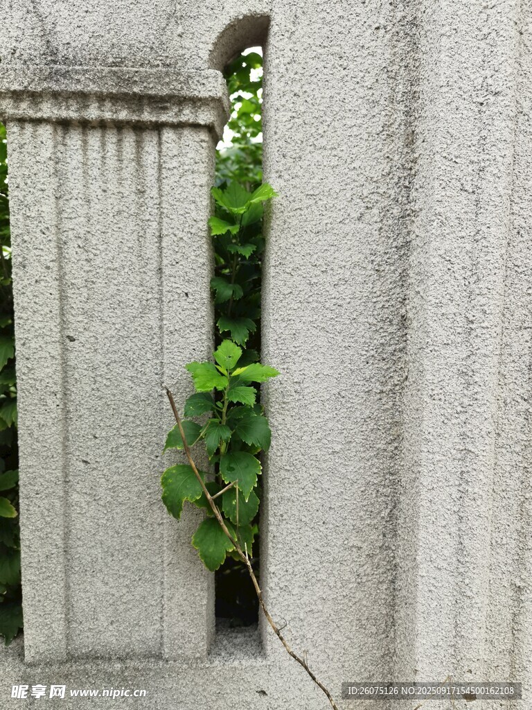 石縫中生長的翠綠植物