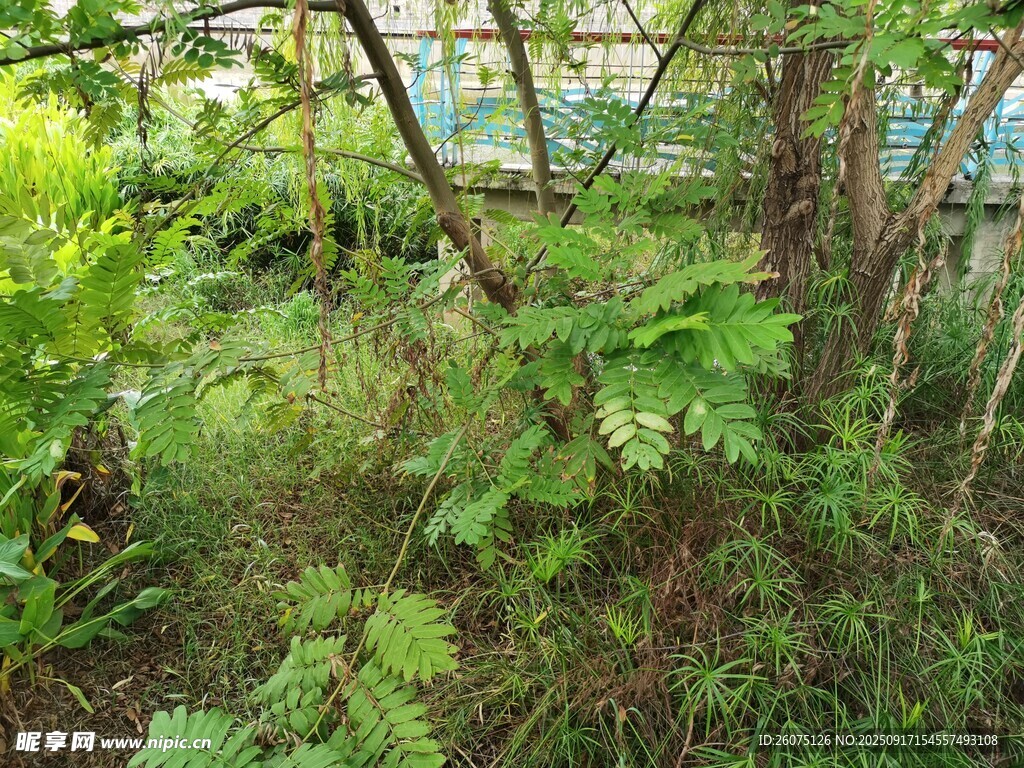 繁茂綠植展現(xiàn)自然生機