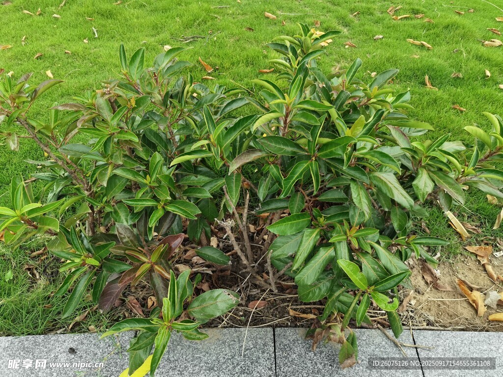 綠葉繁茂的地面植物景觀