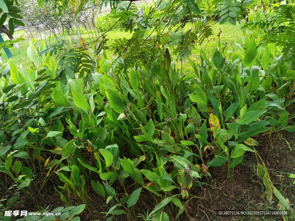 綠意盎然的農(nóng)田植物景觀