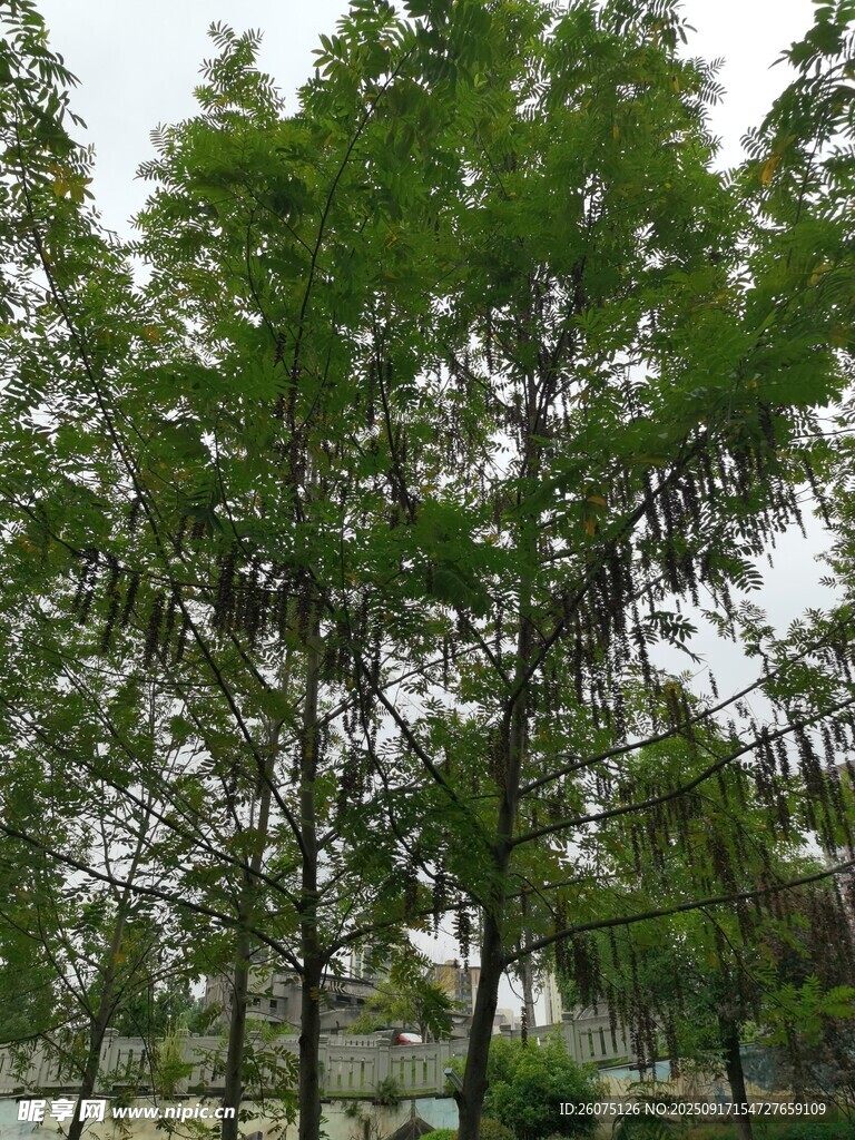 綠樹成蔭的戶外景象