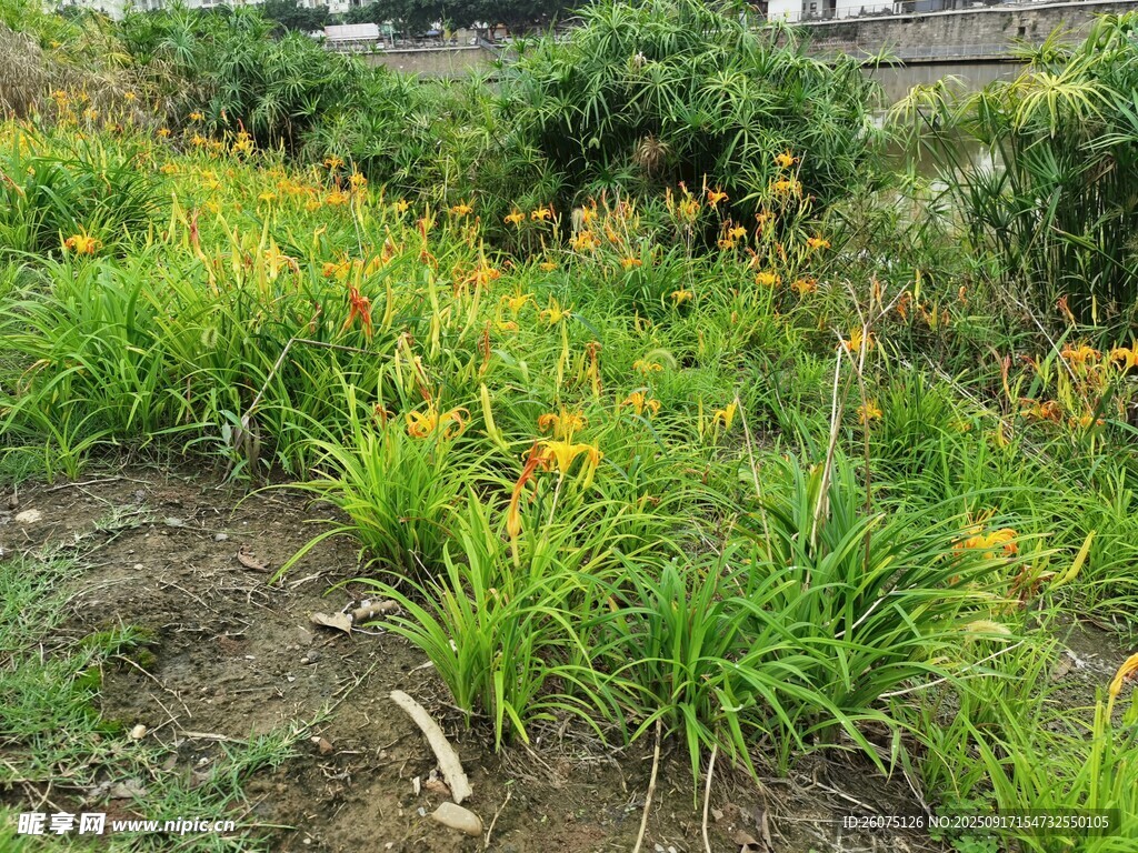 田野中的繁茂萱草花叢