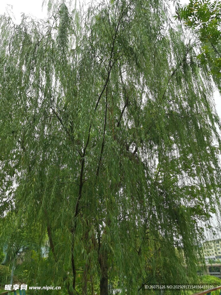 垂柳依依綠意盎然