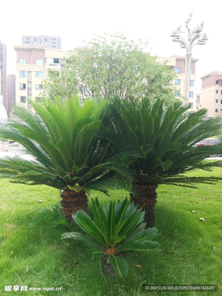草坪上的幾株蘇鐵植物