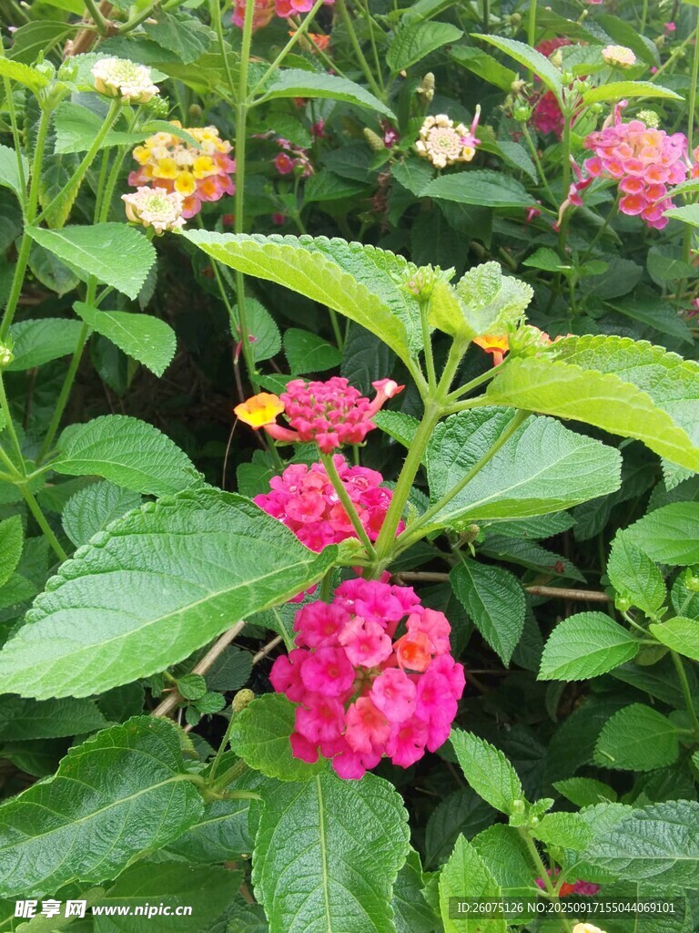 多彩馬纓丹綻放綠葉間
