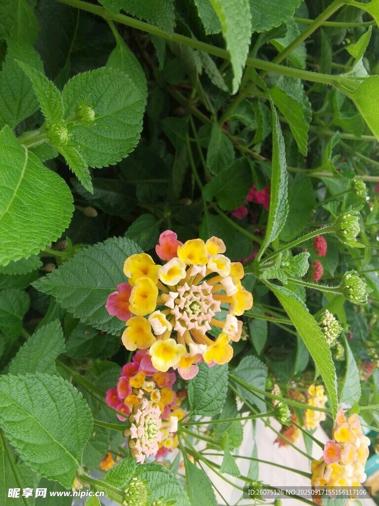 多彩棣棠花綻放綠葉間