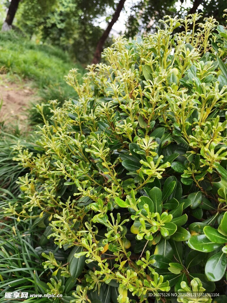翠綠繁茂的灌木叢景觀