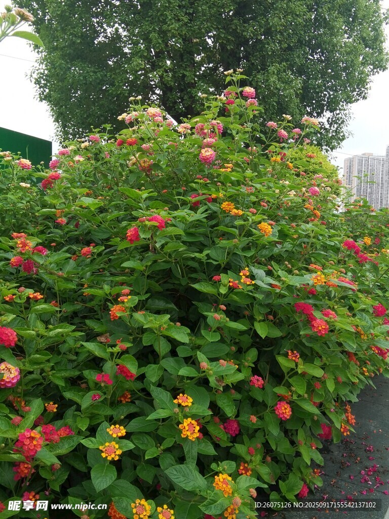 多彩花卉綠植景觀