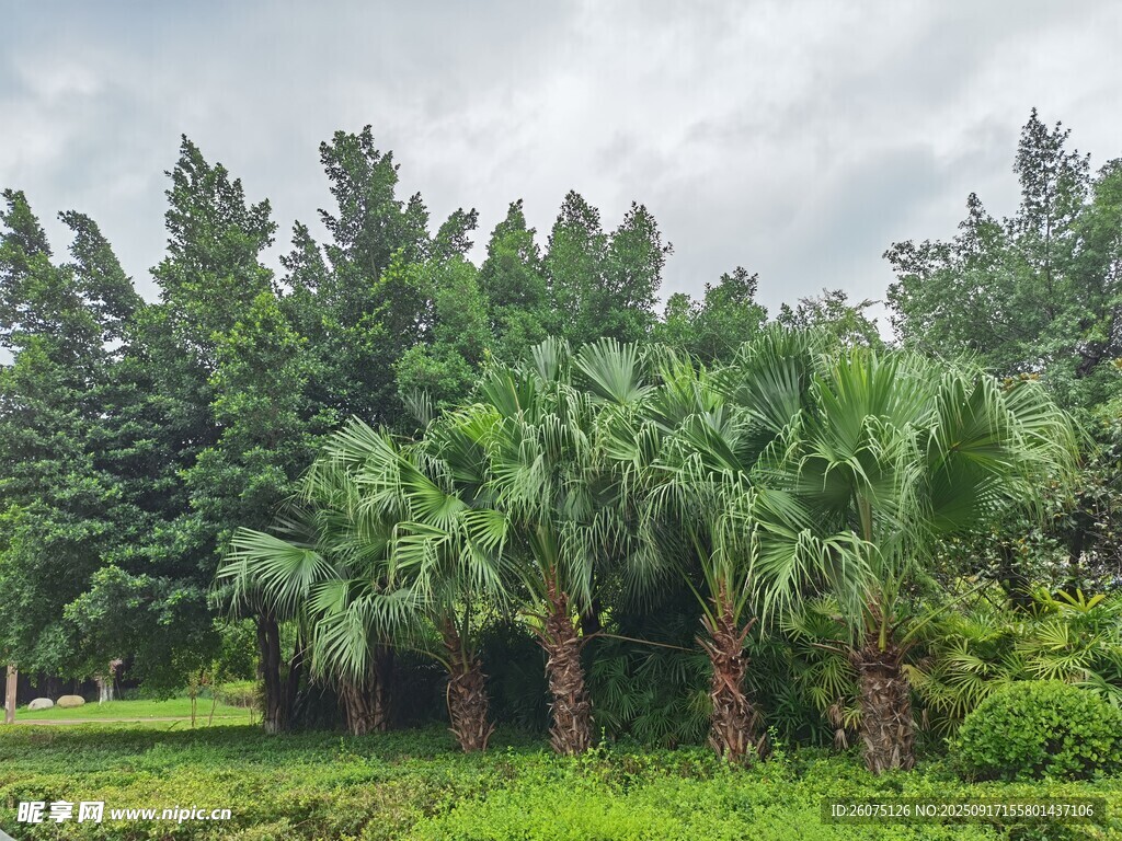 綠意盎然的棕櫚樹(shù)林景觀