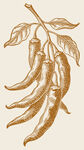 手繪辣椒枝 古樸田園風(fēng)