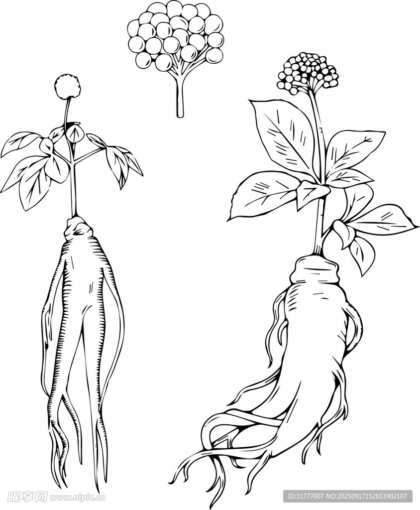 矢量手繪人參及花朵植物圖
