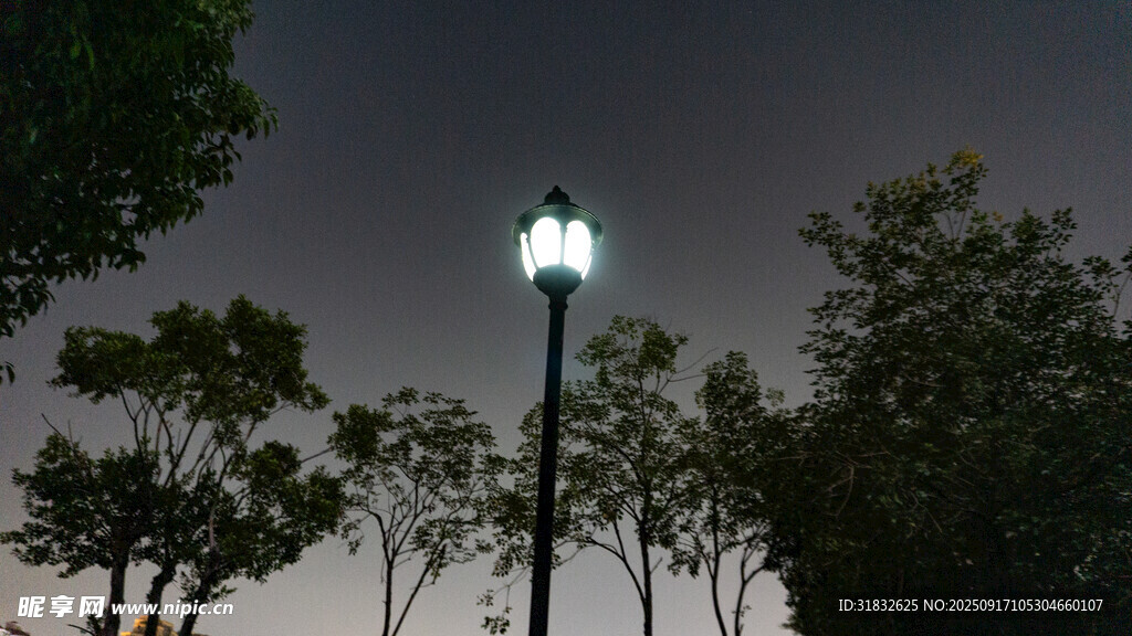 夜晚路燈下的樹(shù)木景觀