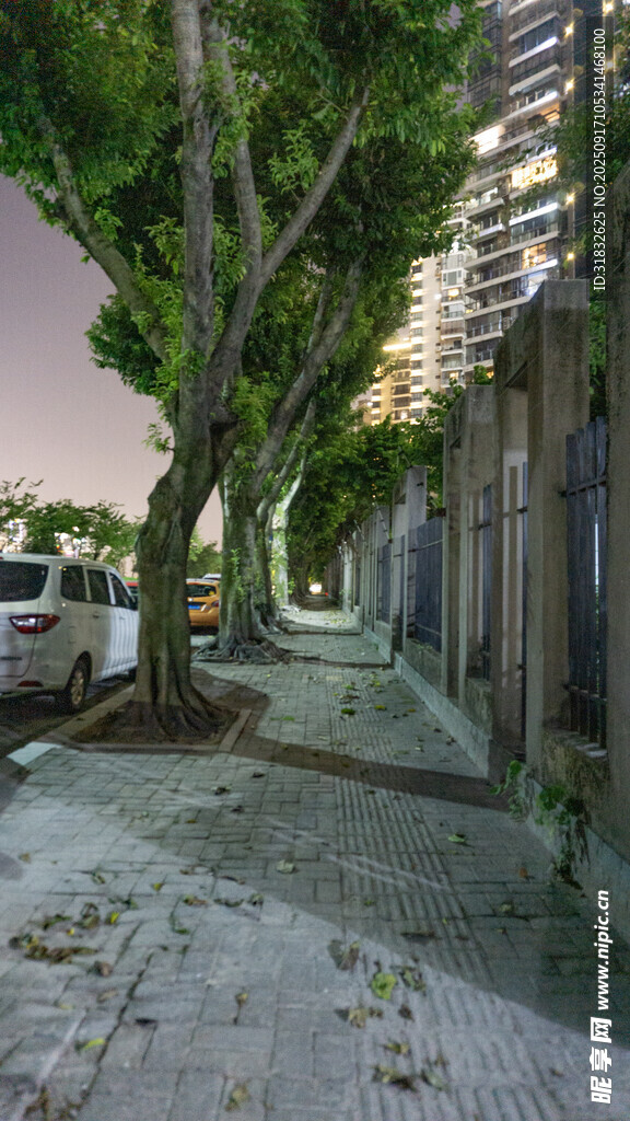 城市街道邊的蔥郁樹木