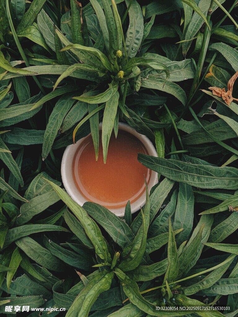 綠葉間的橙色飲品