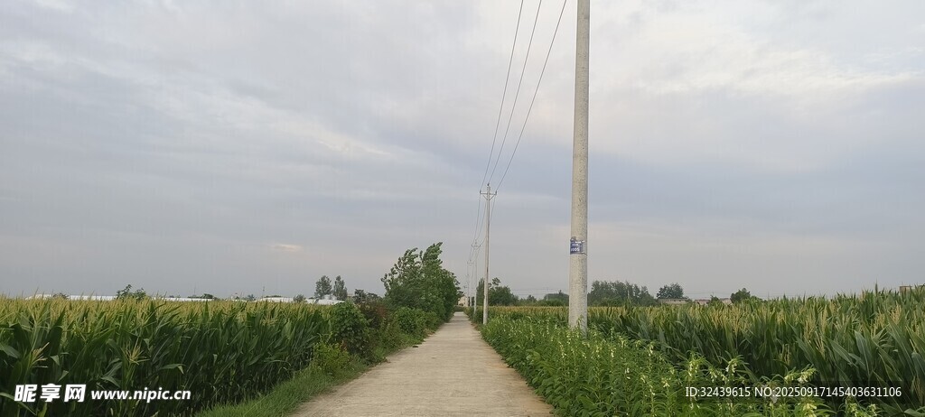 鄉(xiāng)間小路穿行于玉米田
