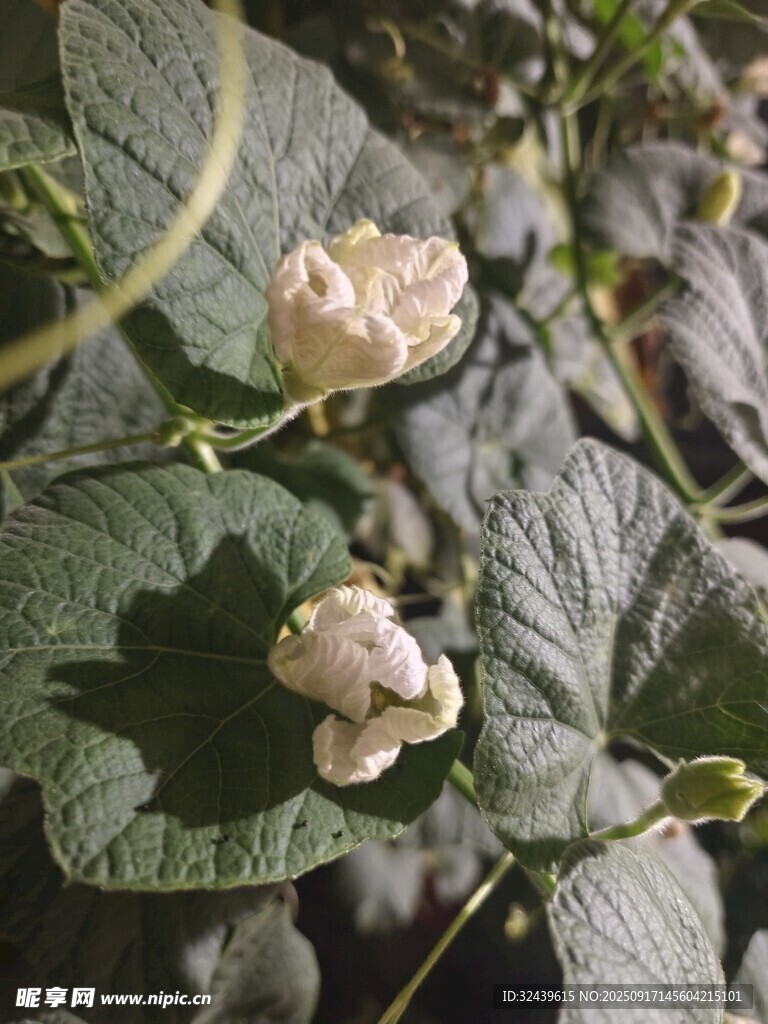 兩朵含苞待放的淺色花朵