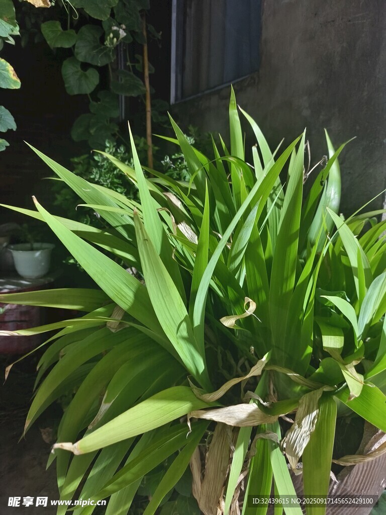 翠綠盆栽植物生機(jī)勃勃