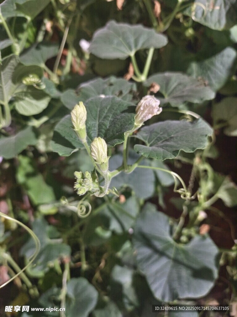 綠葉叢中的粉嫩花朵