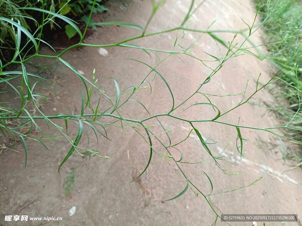 地面上的細(xì)長植物枝條