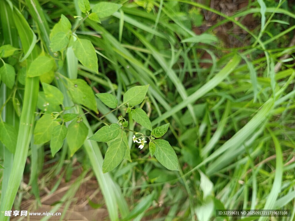 嫩綠叢生草本植物特寫