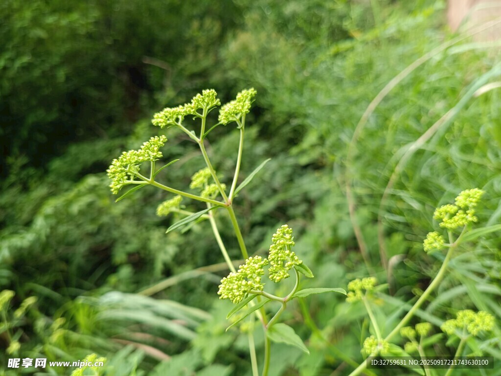嫩綠繁茂的清新野草
