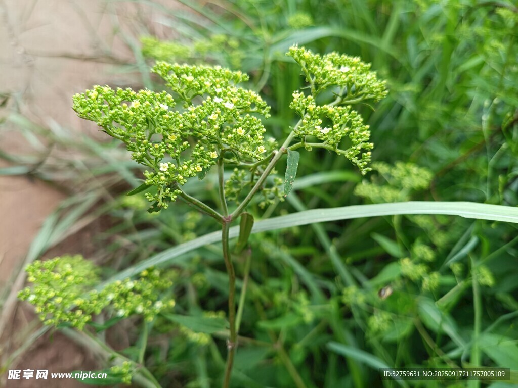 嫩綠繁茂的傘形植物