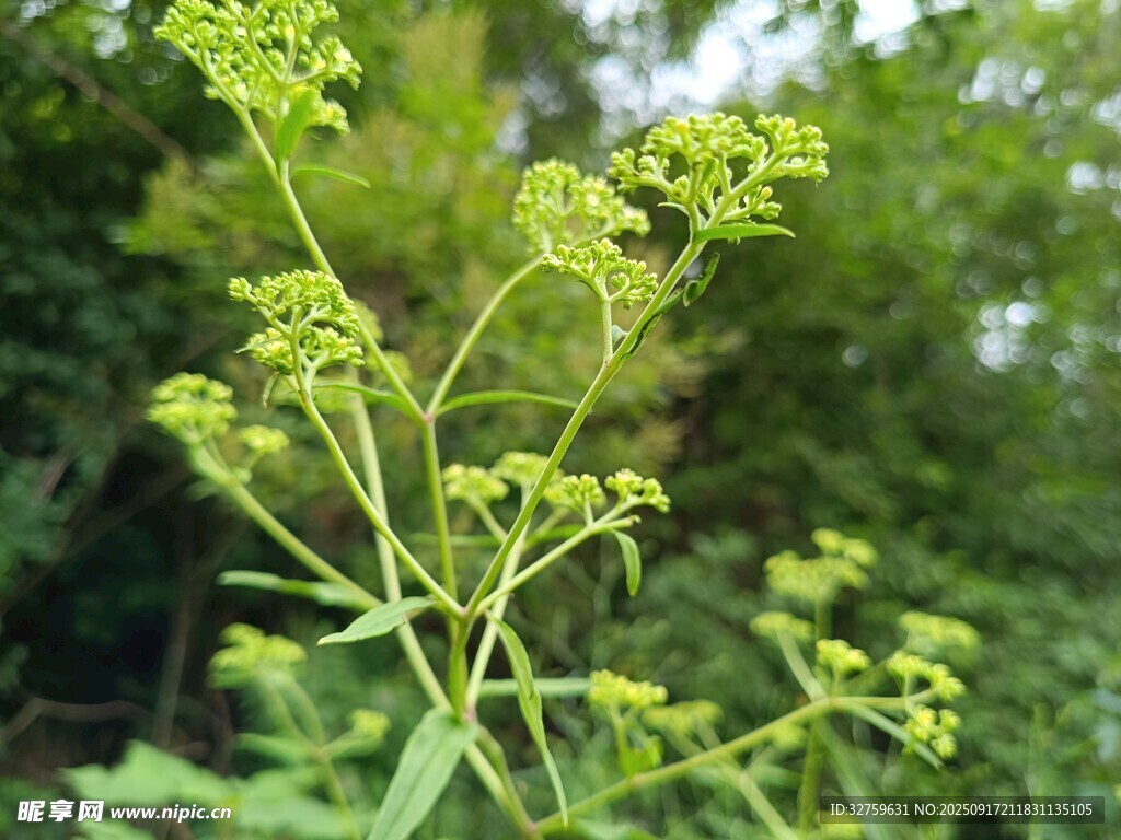 綠色繁密植物特寫(xiě)