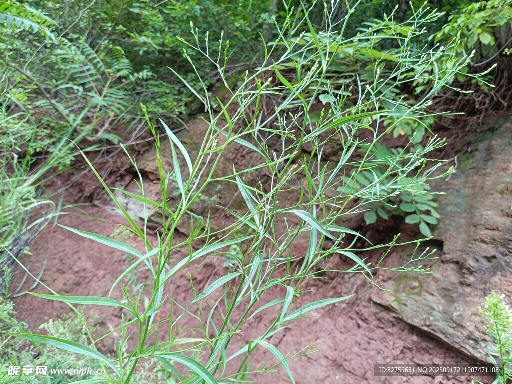 野外生長(zhǎng)的嫩綠植物