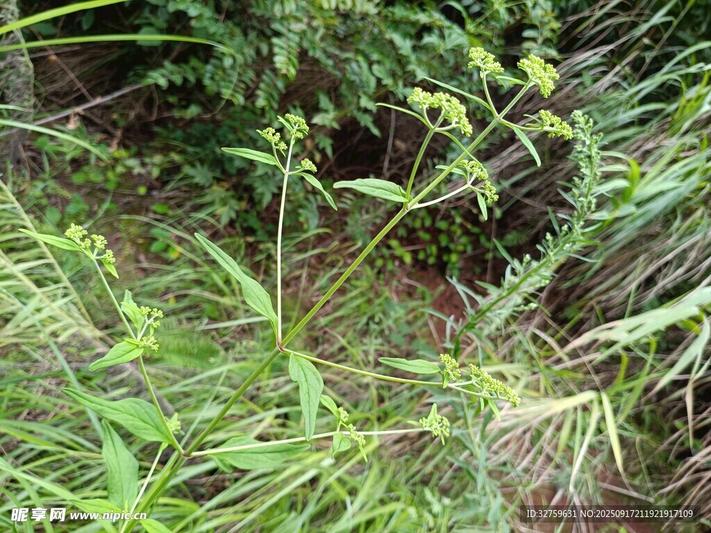 野外叢生的綠色野草