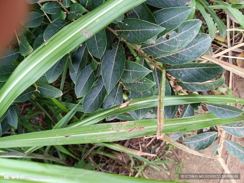翠綠植物葉片特寫