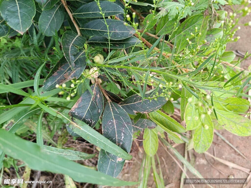綠葉間的繁茂植物景象