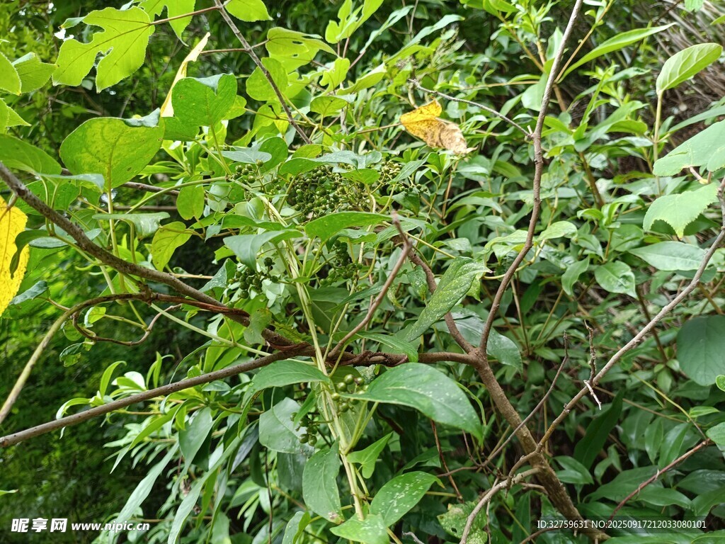 繁茂綠植中的黃色小花