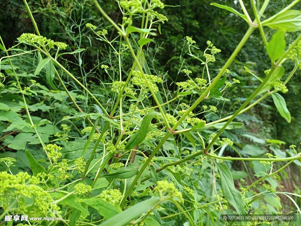 繁茂綠色植物景觀