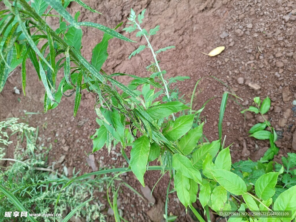 嫩綠植物生長于泥土間