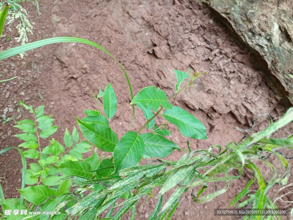 泥土上的嫩綠植物