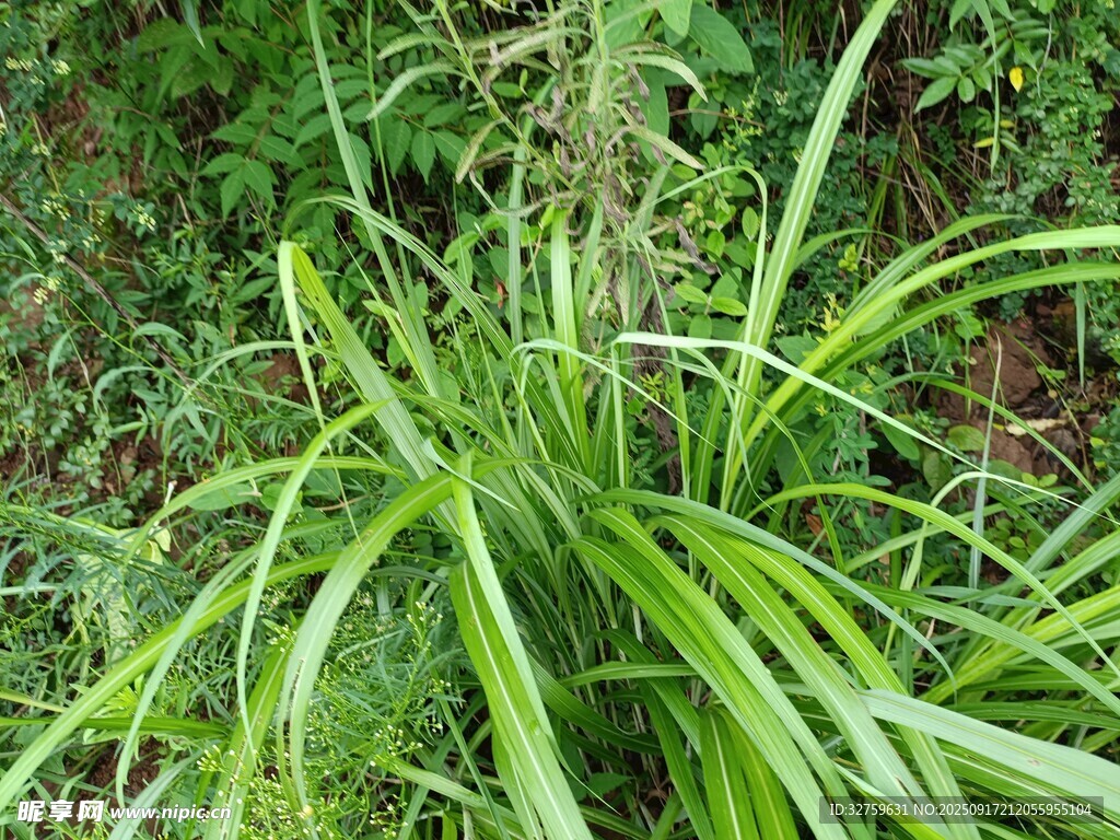 翠綠龍血樹植物特寫