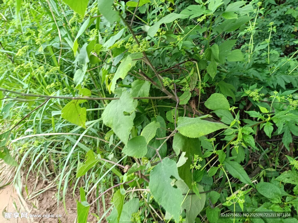 野外繁茂的綠色植物群落