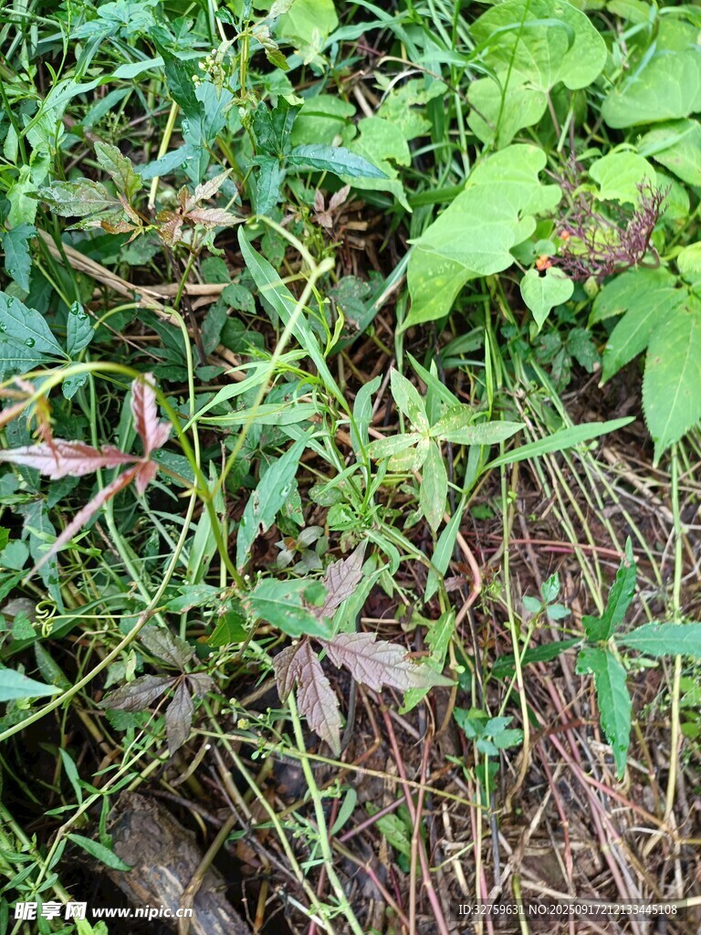 野外繁茂的綠色植物景觀