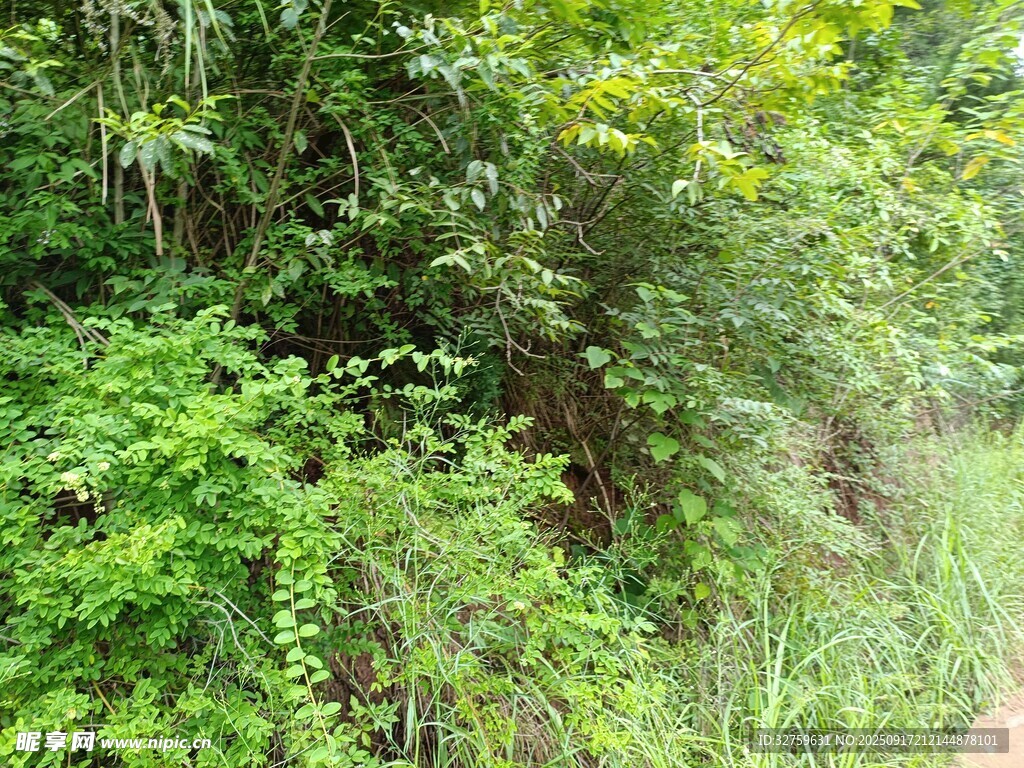郁郁蔥蔥的野外綠植景觀