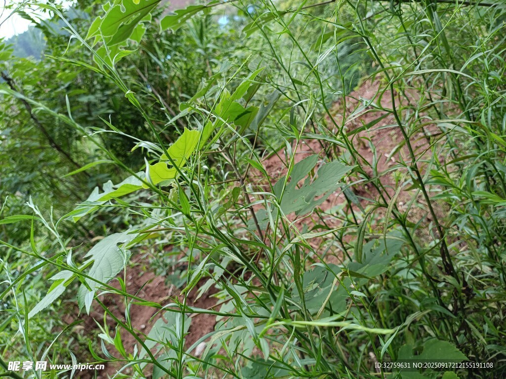 野外繁茂的綠色植物景觀(guān)