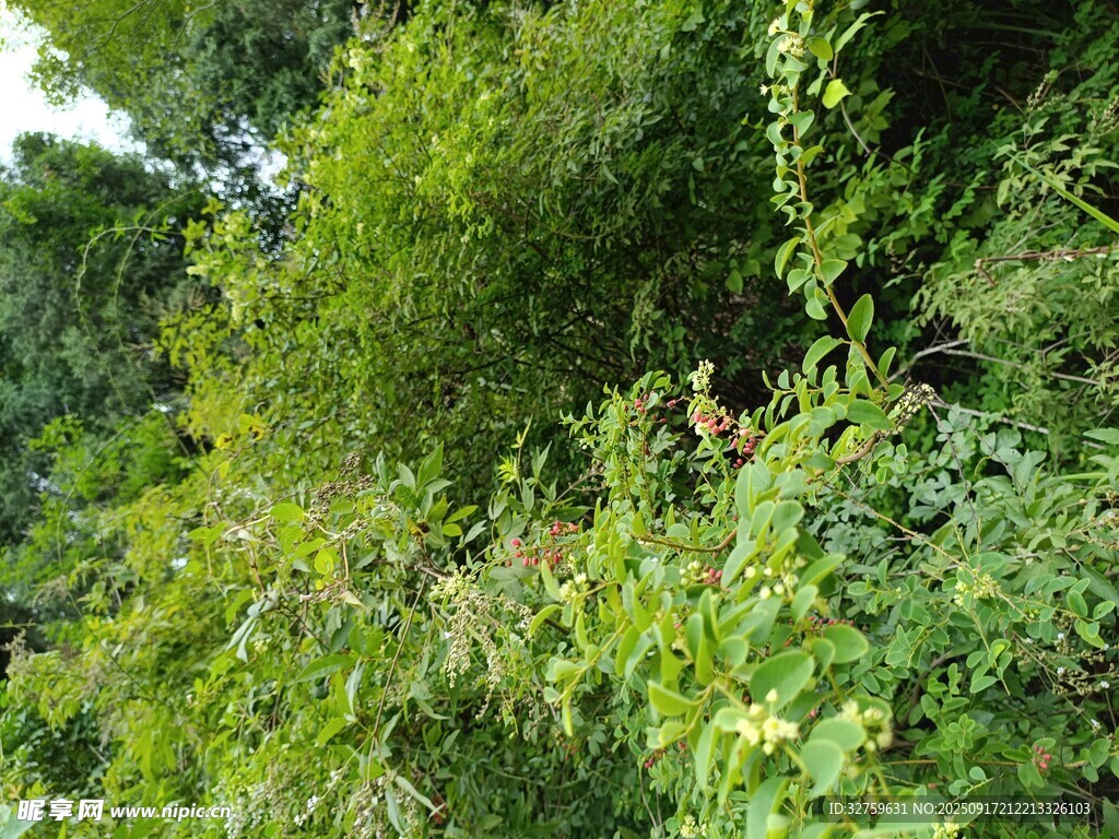 繁茂綠植景觀