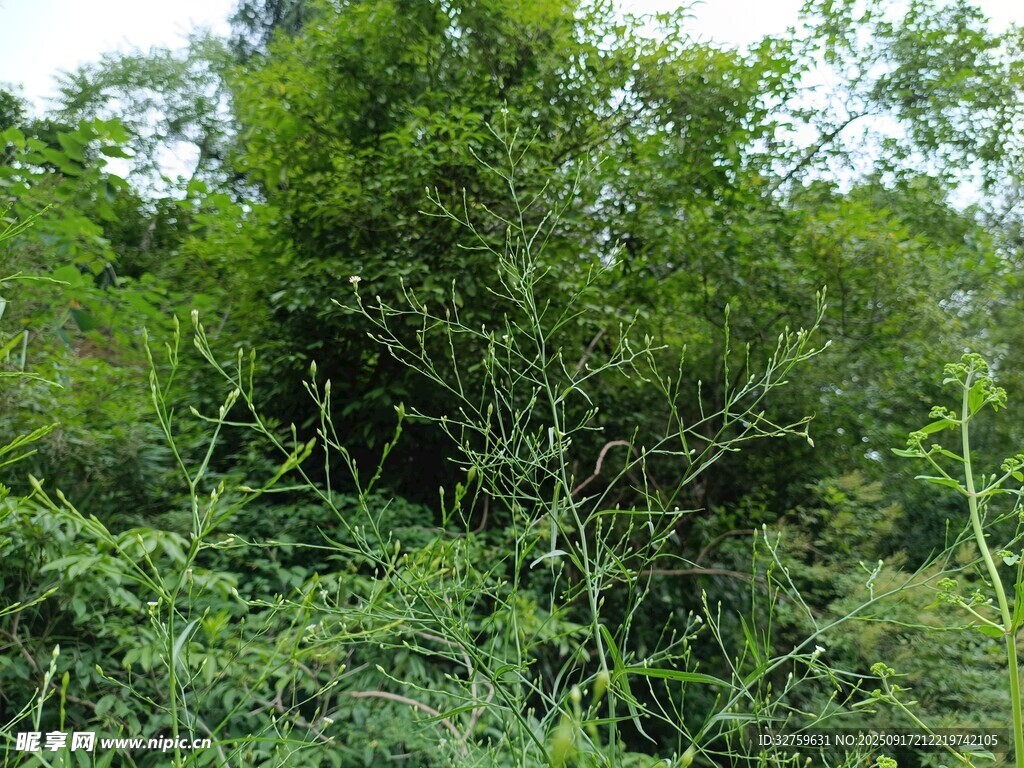 茂密叢林綠植景觀