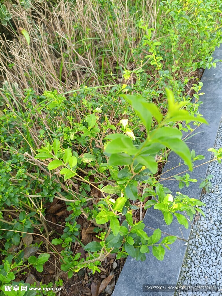 路邊綠植景觀